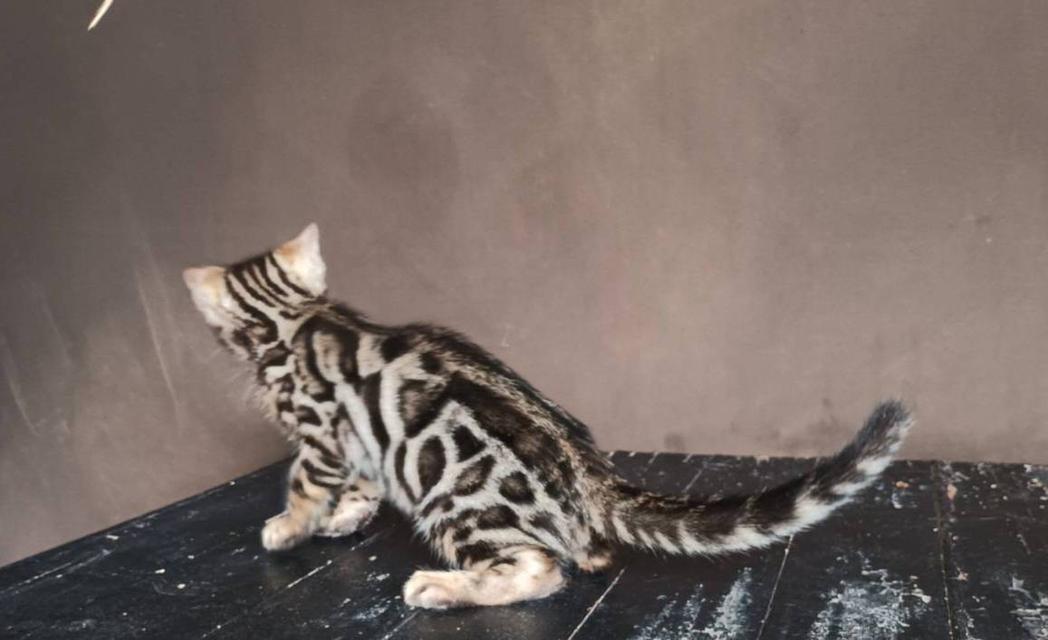 แมวเบงกอลพร้อมย้าย ช 2 ตัวสุดท้าย 2