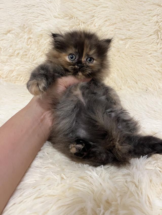 แมวเปอร์เซีย 😊🤭😆😁่ี่ 16