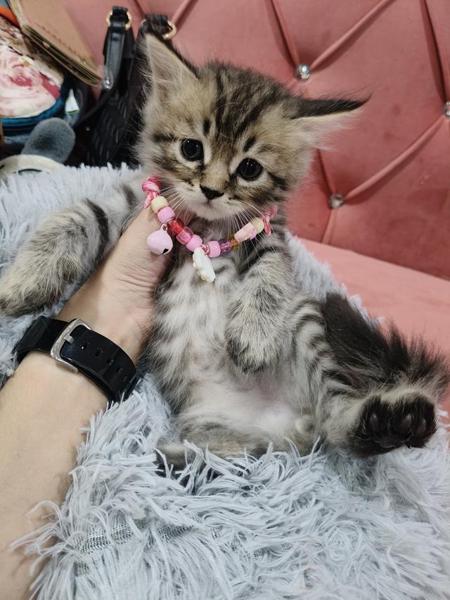 เด็กชาย หาบ้าน พร้อมย้าย 😻🫶🏡🏠💜 รูปที่ 6