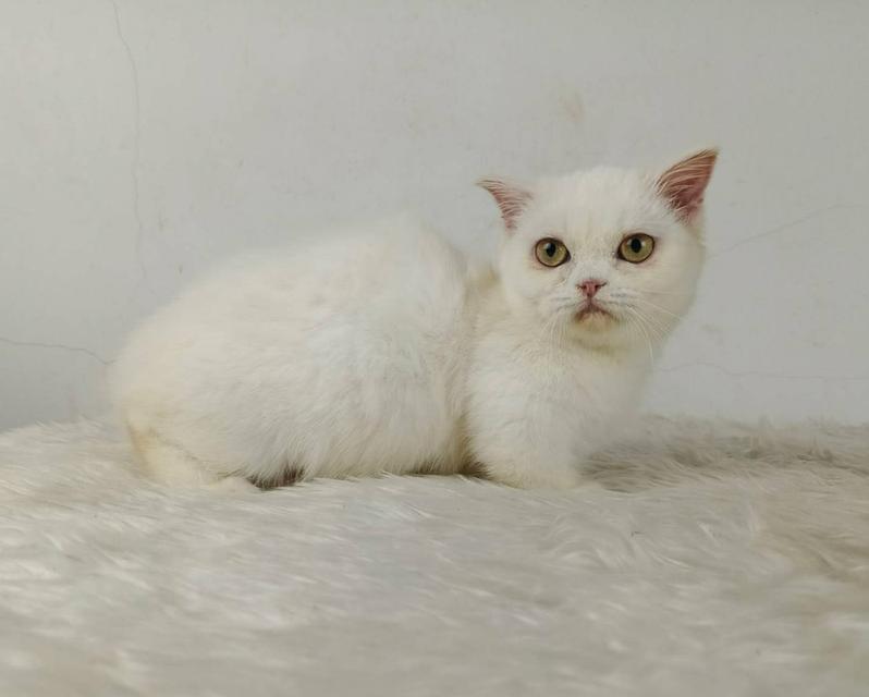 5.แมวมันช์กิ้น เพศเมีย Munchkin Cat Female รูปที่ 3