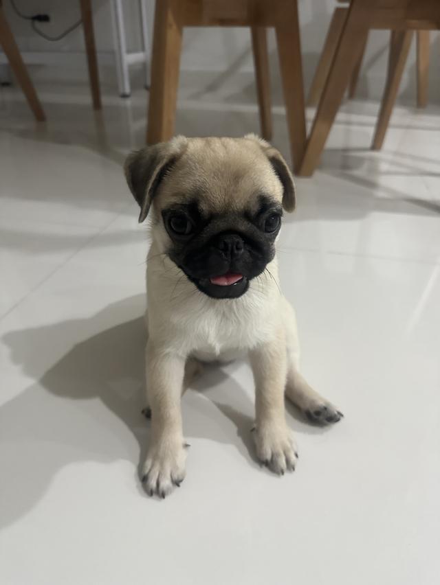 น้องปั๊กผู้ฟญิงหาบ้าน