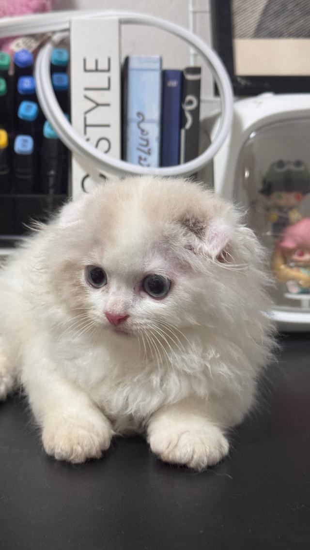 เด็กชายสก็อตติชโฟลด์