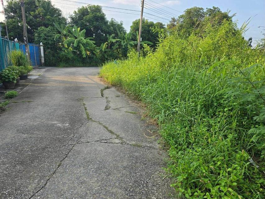 ขายด่วนที่ดินใกล้เทศบาลเมืองพิมลราช 60 ตรว ติดถนนคอนกรีตสาธารณะ แปลงมุม ซ.หมอเหลียง บางบัวทอง นนทบุรี 8