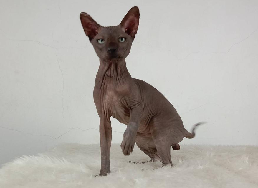 15.แมวสฟิงซ์/เพศผู้ หาบ้าน Sphynx Cat/Male looking for a new home 6