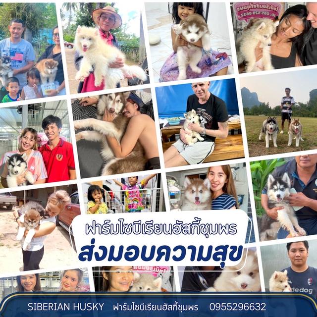 ฟาร์มไซบีเรียน Siberian  3