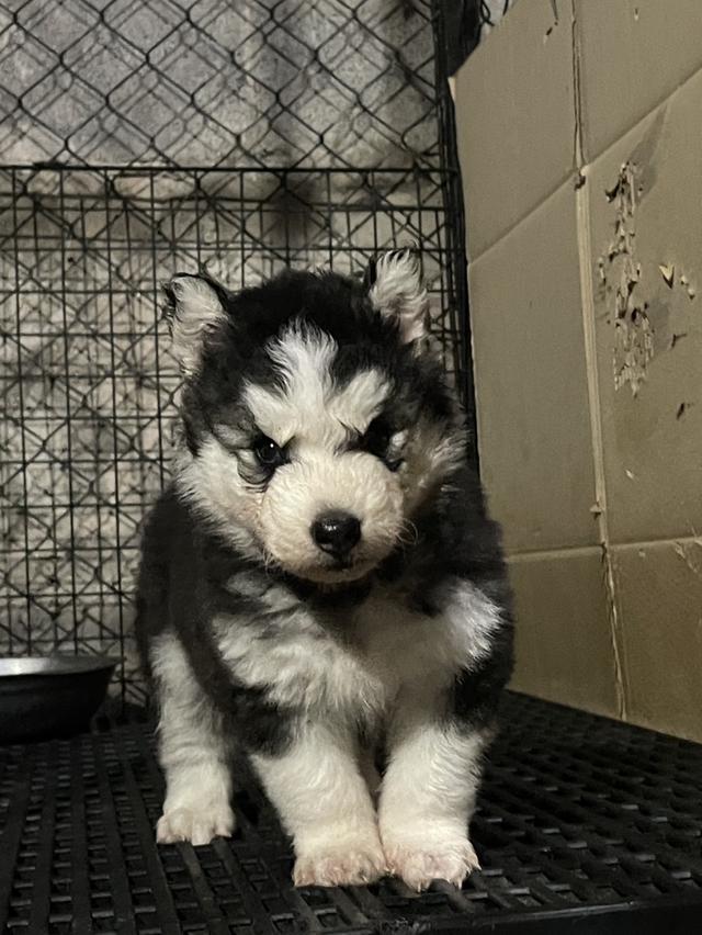 ไซบี้รีนเด็กลี่โค้ช ชาย3หญิง3