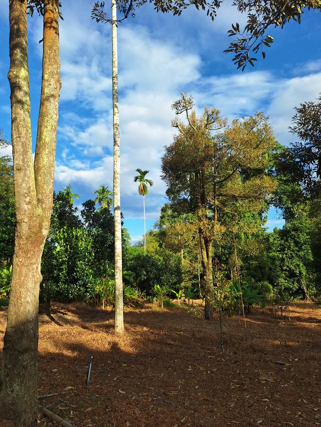 สวนทุเรียนแปลงเล็กระยอง 7