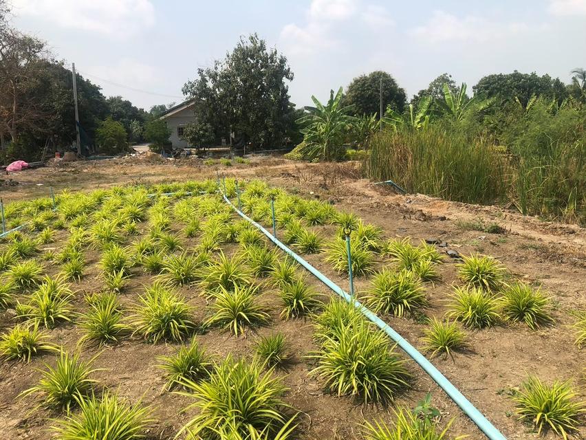 ขายที่ดินสวยรมน้ำคลองบางใหญ่ จังหวัดนนทบุรี  จำนวน 3 ไร่ 14