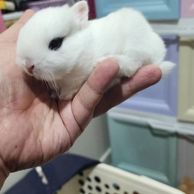 น้องกระต่าย Dwarf Hotot เพศหญิง