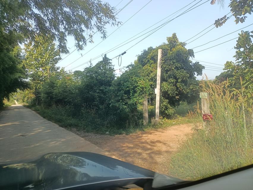 ที่ดินสวนลำไย 2.5ไร่ ราคา 350000 บาท 5