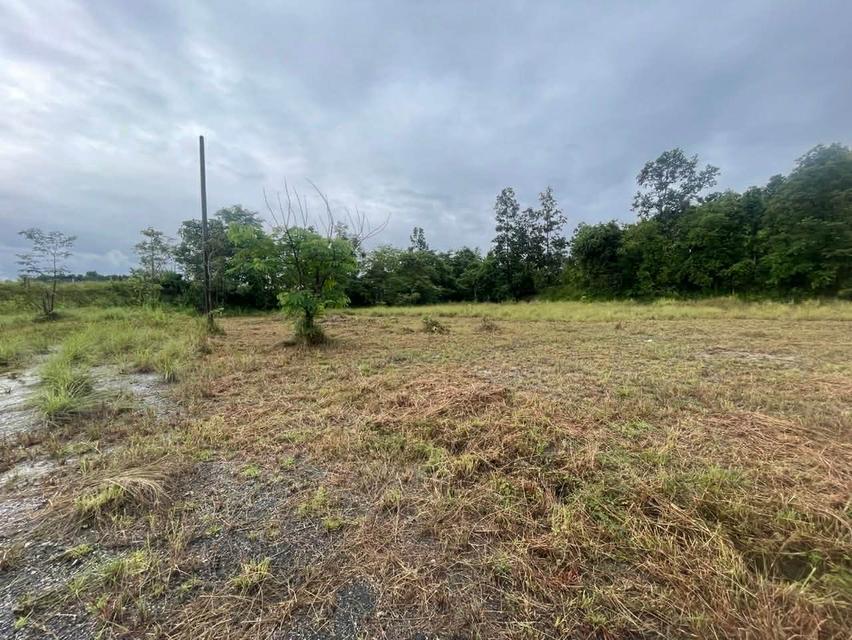 ขายที่ดิน อำเภอแม่ริม จังหวัดเชียงใหม่ 7