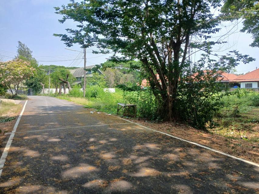 ขายที่ดินโซนด้านหลังโรงเรียนวารีเชียงใหม่ เดินทางสะดวก เข้า-ออกได้หลายทาง บรรยากาศร่มรื่น เงียบสงบ เพียงตารางวาละ 24,725 บาท 12