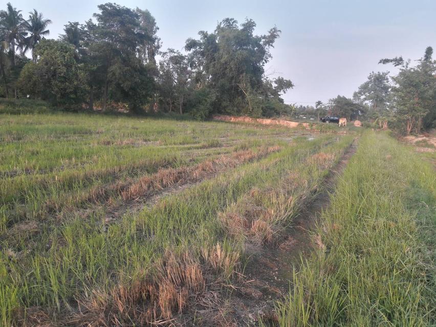 ขายที่ดินทำนา-ทำสวนการเกษตร 4 ไร่ 80 ตารางวา พื้นที่บ้านโคกกลาง ต.หลุบ อ.เมืองฯ จ.กาฬสินธุ์ 5
