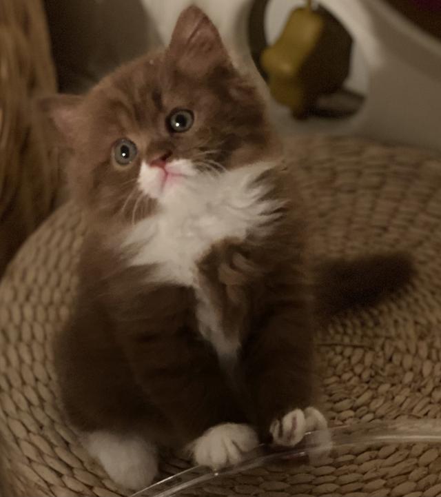 British Longhair Cinnamon Bicolor
