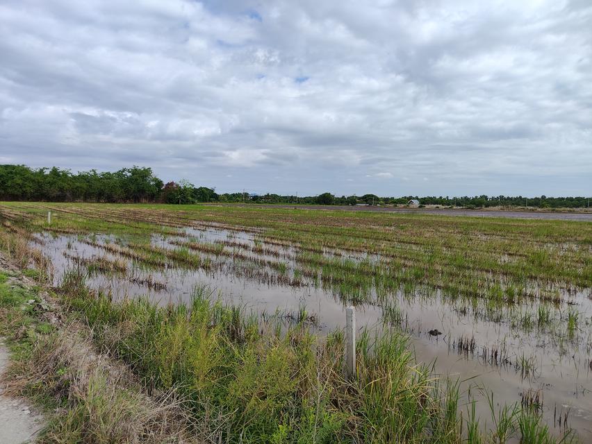 ขายที่ดิน ถนนคลองสิบ-สิบสี่ ซอย7 แขวงคลองสิบ เขตหนองจอก กรุงเทพฯ 12