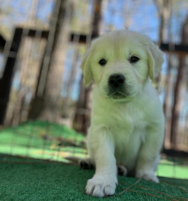 จำหน่ายสุนัขพันธุ์ White Golden Retriever 4