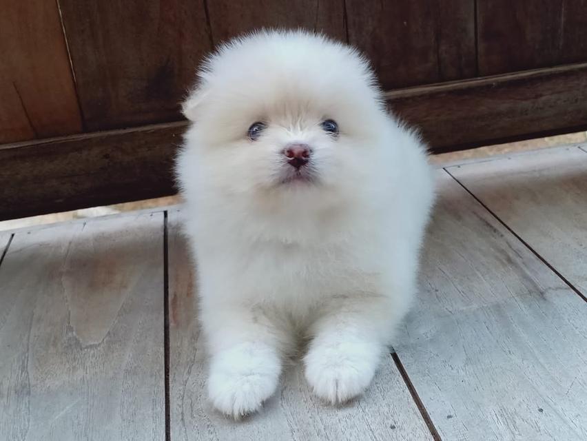 ลูก Pomeranian หาบ้าน 3