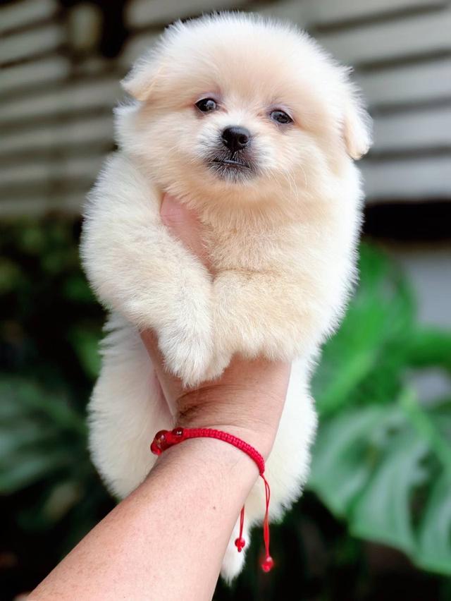 ปอมผสมชิวาวาเพศเมีย 8