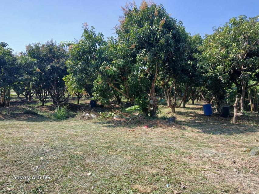 ขายถูก!!!!ที่ดิน 3 ไร่ 98 ตร.ว พร้อมบ้านสวน หมู่ที่ 4 ต.ศรีประจันต์ อ.ศรีประจันต์ จ.สุพรรณบุรี 1