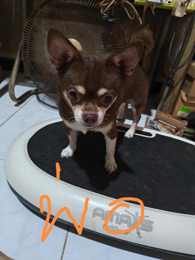 ขายลูกชิวาวา (ลูกหมาเลี้ยงบ้าน) 16