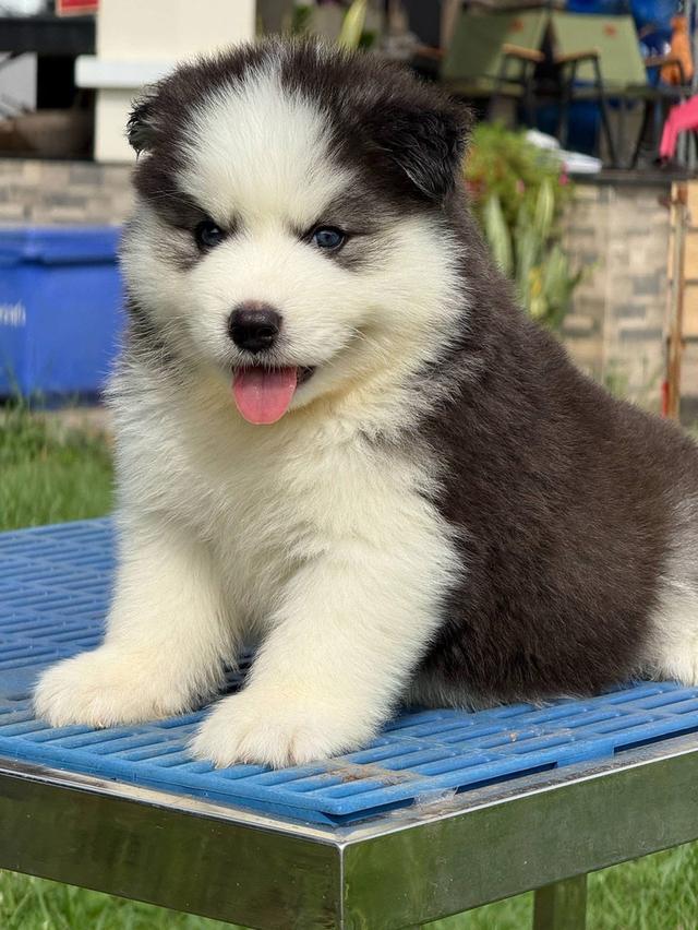 Siberian Husky puppies รูปย่อยที่ 2