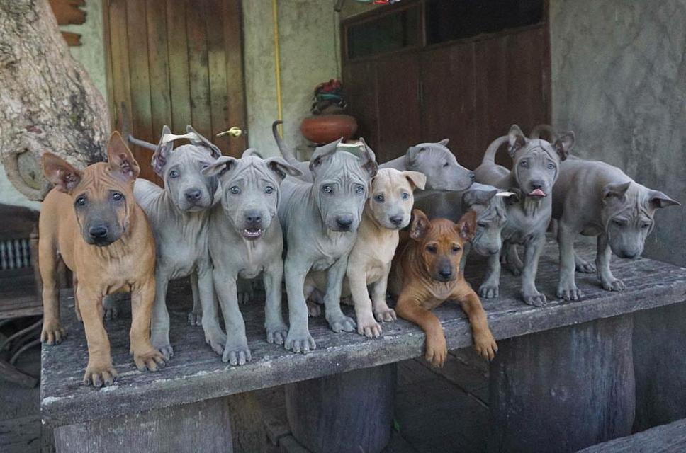Thai ridgeback puppies for sale  WhatsApp me : +66 63 826 3042