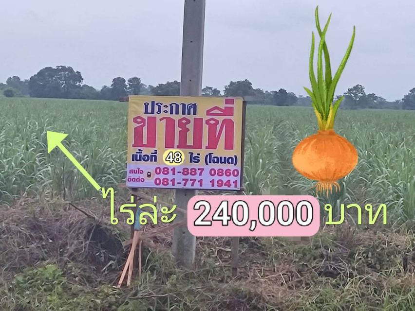 ที่ดิน น.ส.4จ เจ้าของขายเองติดถนนสระบุรี-หล่มสัก *สายเก่า* (พช.2501)ต.สามแยก อ.วิเชียรบุรี เนื้อที่ 48 ไร่ ด้านหน้ายาว200เมตร ลึก380เมตร โฉ 1