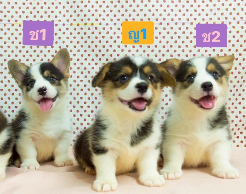 ลูกสุนัขคอร์กี้ 3 สี พร้อมย้ายบ้าน รูปที่ 4