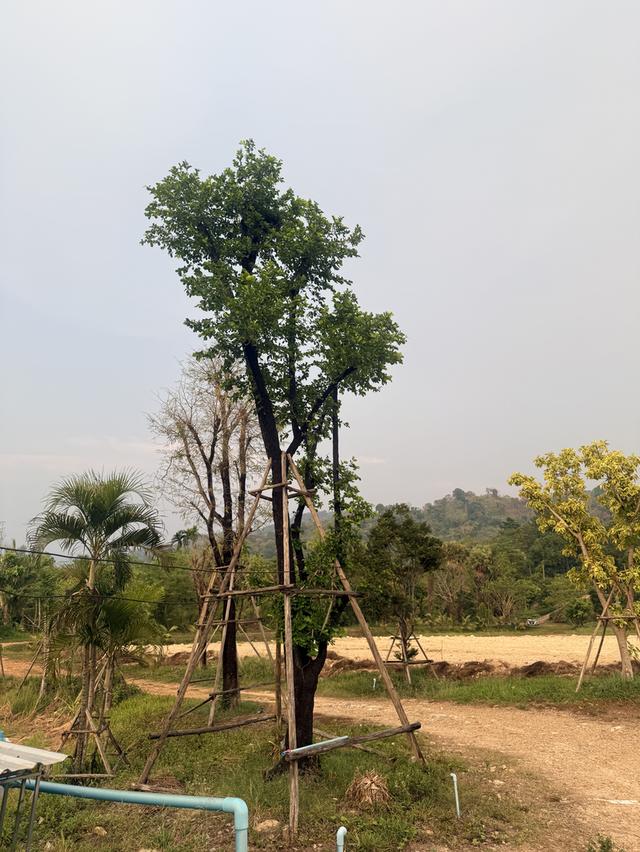 ขายที่ใกล้เขื่อนขุนด่านปราการชล วิวเขาใหญ่ 16