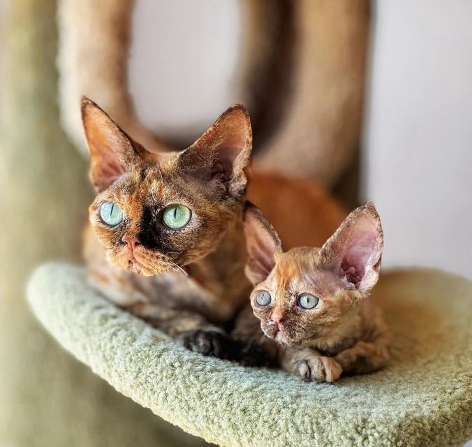ขายลูกแมวเดวอนเร็กซ์ พันธุ์แท้นำเข้าจากญี่ปุ่น