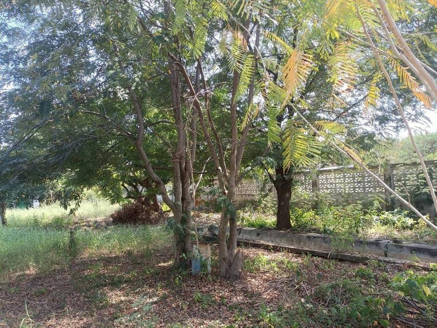 ขายที่ดิน แปลงมุม ถมแล้ว เนื้อที่ 194 ตารางวา ถนนพุทธมณฑลสาย 4 ตำบลบางกระทึก อำเภอสามพราน จังหวัดนครปฐม 7