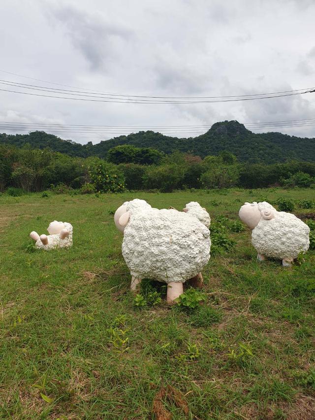 ขายที่กลางดง เขาใหญ่ 3 ไร่ ใกล้ถนนมิตรภาพ พญาเย็น มวกเหล็ก ปากช่อง วิวเขาสวยชัด ลักษณะเป็นเนินมองเห็นวิวเขาด้านล่าง เดินทางสะดวก ใกล้มอเตอร์เวย์ M6 4