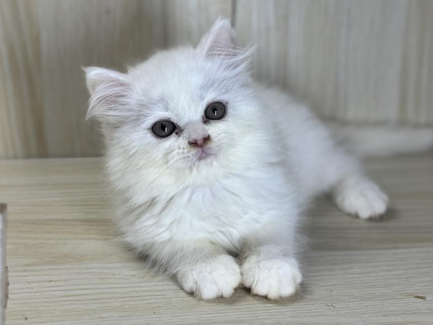 แมวเปอร์เซีย