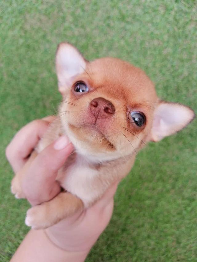 ชิวาว่าเเท้ขนสั้น ญ. 9