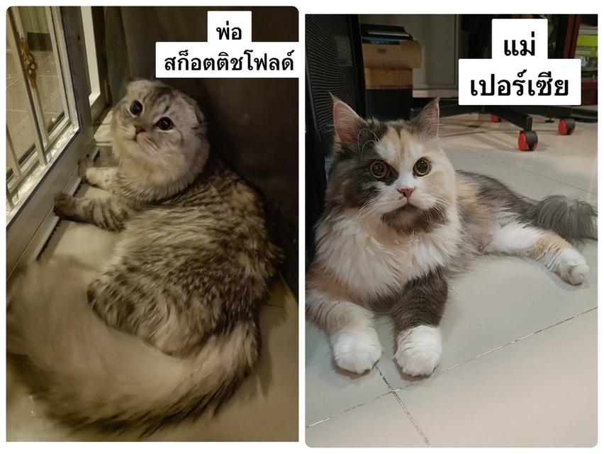 แมวหมี(ผู้ พันธุ์ผสม สก๊อตติชโฟลด์)