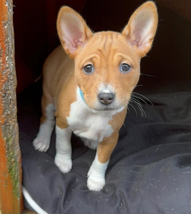 ขายลูกสุนัขพันธุ์แท้ Basenji หน้าตาน่ารักมาก