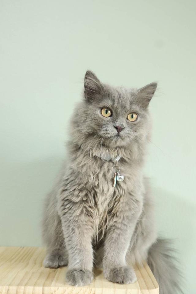 สก็อตติชแท้ น้องชิชิ