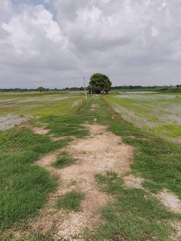 ขายที่ดิน ที่นา พิษณุโลก อำเภอวังทอง 19 ไร่ สวยมาก วิวนาสวย อากาศดี เงียบสงบ โทร 063-2825635 10