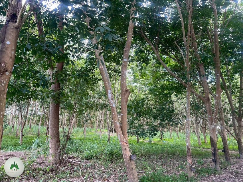 ขายบ้านพร้อมที่ดิน ติดถนนใหญ่สายหลัก ด้านหลังติดแม่น้ำภาชี พร้อมสวนยาง อายุ 10 ปี เนื้อที่ 40 ไร่ ราคาไร่ละ 450,000 บาท  6