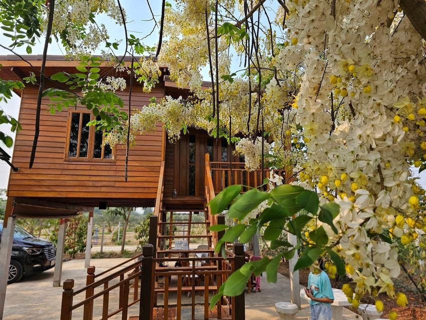 ที่ดิน 9ไร่ 1งาน 38ตารางวา (มี 3 โฉนด) สวนผลไม้ พร้อมบ้าน และสิ่งปลูกสร้าง 15