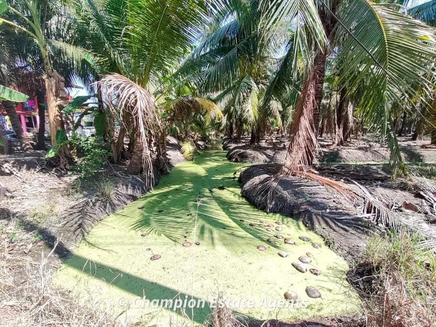 ขาย ที่ดิน สวนมะพร้าว พร้อมบ้านพัก สามพิกัด: https://maps.app.goo.gl/cQwzDXtNQyVJhsNA8?g_st=ic  ราคา: 2,000,000บาท/ไร่  สนใจติดต่อ: สมศรี 0819065800