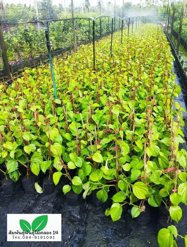 ใบพลู ต้นใบพลู พลูกินหมาก