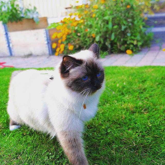 Three Birman Kittens  WhatsApp me : +66 63 826 3042