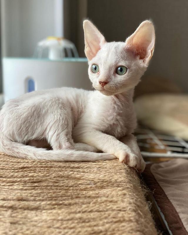Devon Rex Kittens WhatsApp me : ( +63 985 762 7466 ) 2