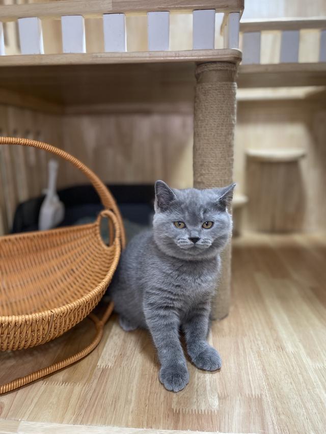 แมวมันช์กิ้นขายาว พร้อมย้าย 8