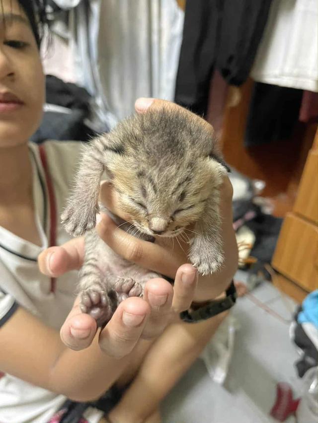 แมวเด็กขาวมนีผสมเปอร์เซีย 2