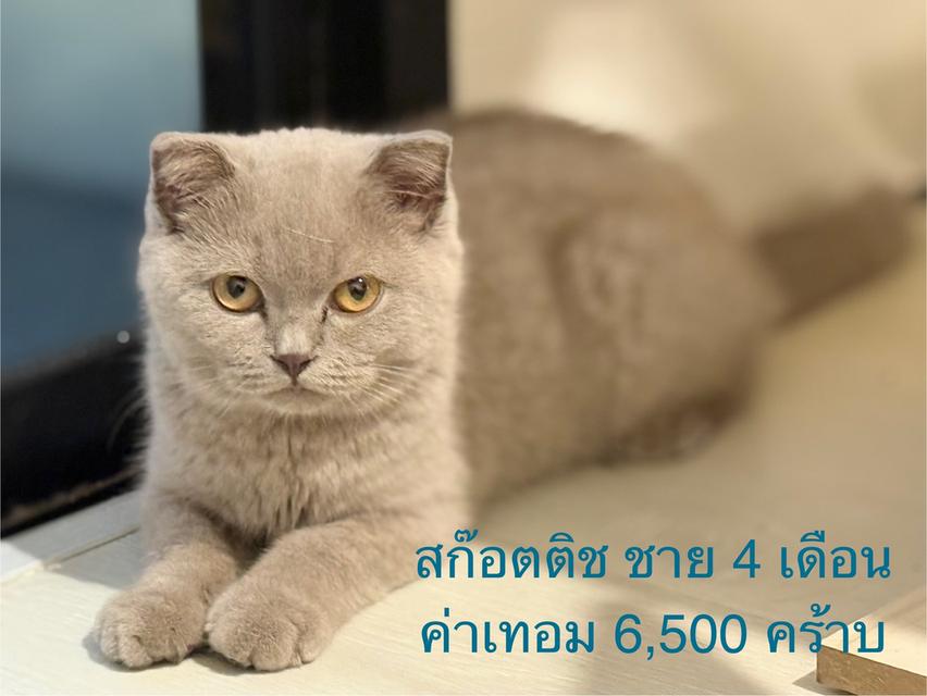 สก๊อตติช ชาย 4 เดือน ฟอร์มดี 1
