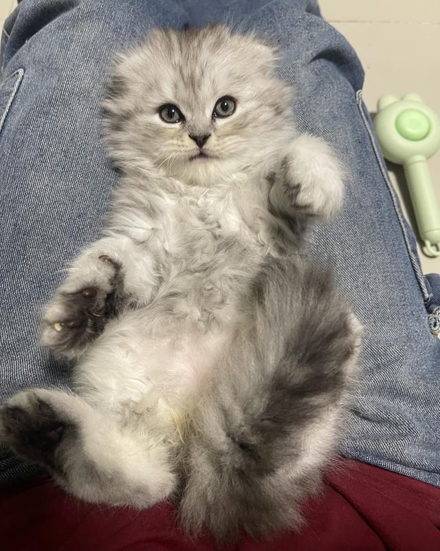 เปิดจองเด็กชาย (สก๊อตติชโฟผสม) รูปที่ 9