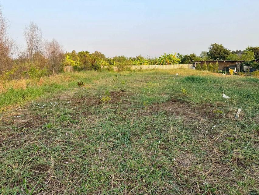 ขายด่วนที่ดินตรงข้ามซีพีแรม(สนง.ใหญ่) 200 ตรว ถมสูงกว่าถนน อ.ลาดหลุมแก้ว จ.ปทุมธานี 8