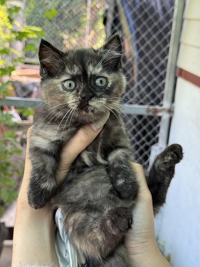 mini product image 2